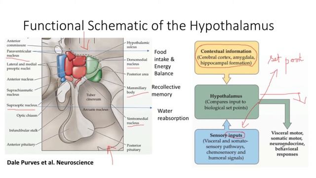 noc20-me92-lec06_ Architecture of the Brain- Continued смотреть онлайн