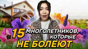 🔥БЕСПРОБЛЕМНЫЕ многолетники : не болеют НИКОГДА (или почти никогда)