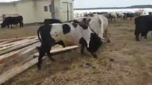 Бой якутских быков