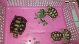 SULCATA DAN REDFOOT 1 KANDANG ?  PASTI TIDAK BISA