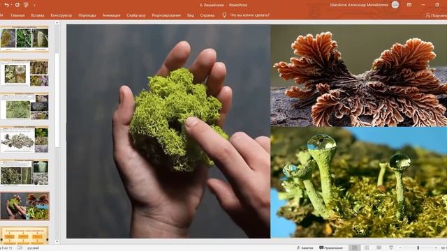 Лишайники. Строение, размножение, многообразие смотреть онлайн
