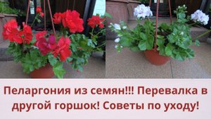 Пеларгония из семян! Пересадка в горшок по больше! Удобрения для роста и отличного цветения! Уход !