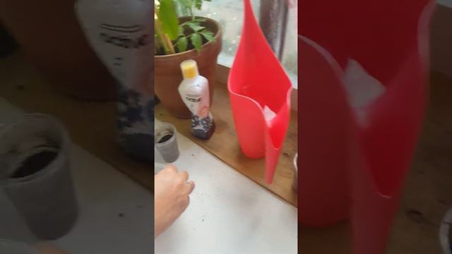 ЛИМОН ДОМА. КАК ВЫРАСТИТЬ ЛИМОН ДОМА НА БАЛКОНЕ//САМИ ПОСАДИМ  ЛИМОННУЮ КОСТОЧКУ.