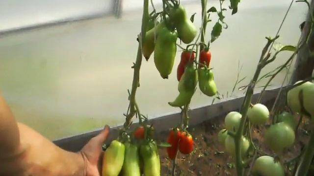 Сорт Американский длинный. Http://фечшоп.рф