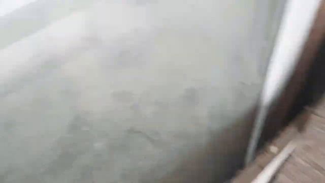 Павловские куры серебро! Зима 2020 смотреть онлайн