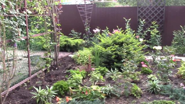 Корчевала, пересаживала в начале лета. смотреть онлайн