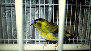 ❤️Чижик Пыжик Как играть на пианино без знания нот Антиалкогольная песня Учит детей трезвости❤️????