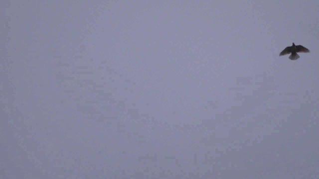 Николаевские голуби смотреть онлайн