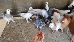УЗБЕКСКИЕ и БАКИНСКИЕ голуби,ПОДАРКИ...