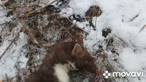 охота на куницу,зайца петлями и капканами . 20.12.2021. Выставляю новый путик.