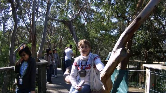 Слайдфильм Овца, коала, кенгуру смотреть онлайн