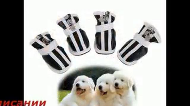 Нужна ли собаке обувь смотреть онлайн