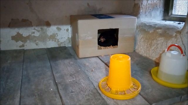 ВОТ и НАСТУПИЛ ЭТОТ МОМЕНТ РАДИ ЧЕГО ПОКУПАЛИ ЭТИХ КУР!!! ЧТО ТЕПЕРЬ С НЕЙ ДЕЛАТЬ, СИДИТ не ВЫЛАЗИТ