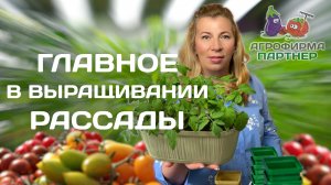 Перевалка и пикировка рассады томатов | Делаем всё правильно и не допускаем ошибок |  #томат #огород