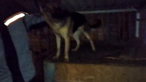 Дрессировка немецкой овчарки