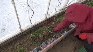 Зимний посев многолетних цветов. Отличный проверенный способ. Когда, как, какие сеять цветы под зим