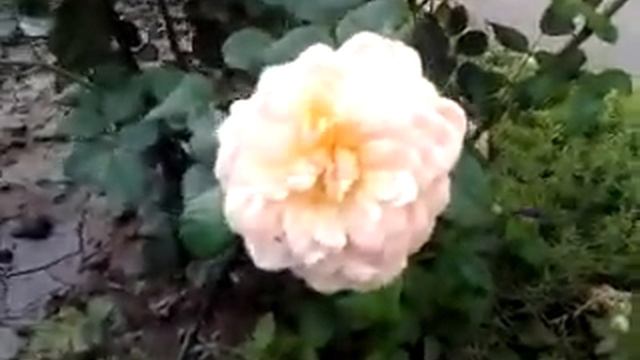 Кремовая роза. смотреть онлайн