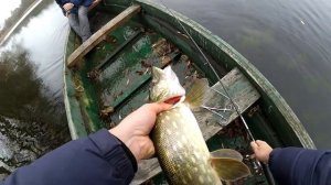 2-ва. часа рыбалки на Сейму! (Курская обл.)  Ловля осенней щуки твичингом.  Жор щуки.