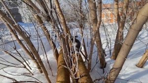 Прогулка котика. 03,03,2024,