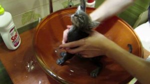 как правильно купать котенка.