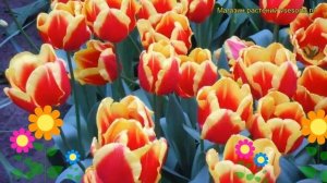 Тюльпан триумф Денмарк. Краткий обзор, описание характеристик, где купить луковицы Denmark