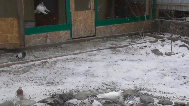 Хвойный отвар. Польза или вред? смотреть онлайн