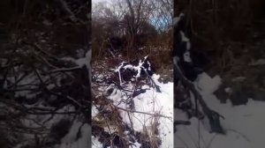 охота на шакала от Владимира.