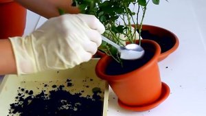 Выращивание домашних роз своими руками, особенности ухода