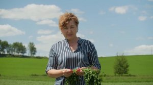 Люцерна: рекомендации по возделыванию, срокам укоса и подкормке на примере сорта РАХЕЛЬ КоссадСеман