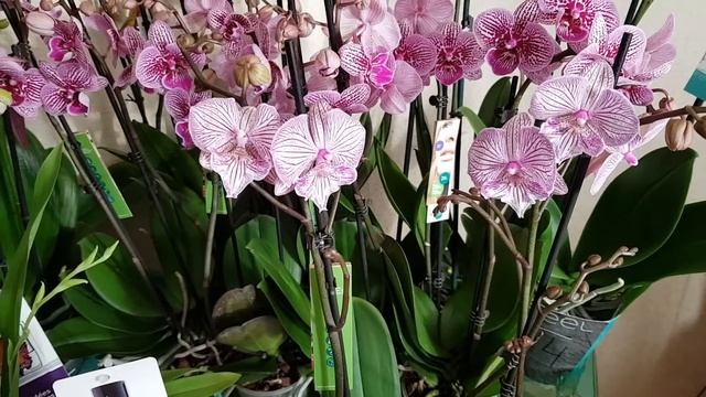 Новый завоз#22 Замбии, Камбрии,  Мильтония, Дикий кот, Сюрф Сонги и.т.д. смотреть онлайн