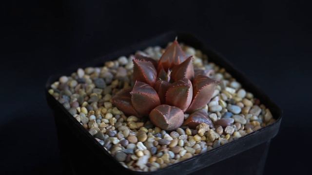 Haworthia mirabilis v. mundula смотреть онлайн