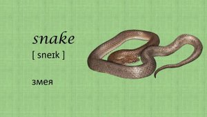 Животные на английском. Уроки английского языка. English lessons. Animals.