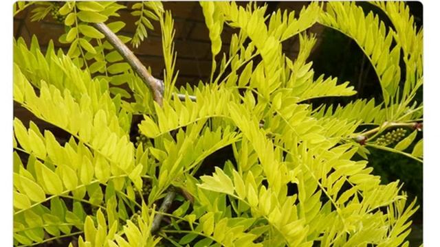 Гледичия колючая/трехколючковая ( gleditsia triacanthos ) смотреть онлайн