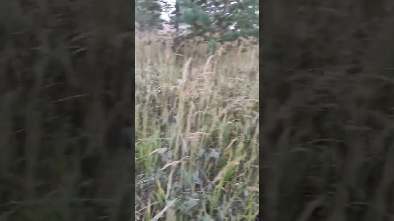 Металокоп.Металл радует. смотреть онлайн