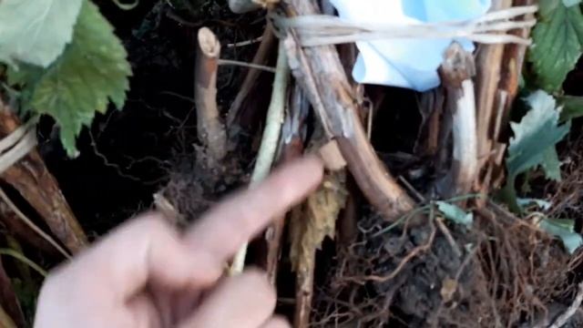 Саженцы малины на отправку. Сорта Таганка, Химбо Топ, Полана