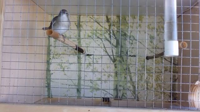 Славка садовая и другие смотреть онлайн