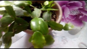 Уход за молодым декабристом