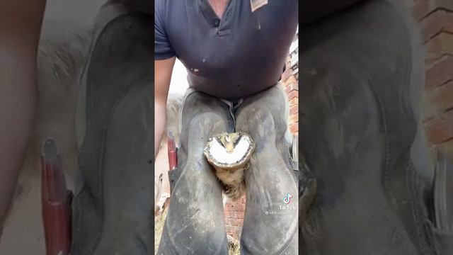 как подковывают лошадей смотреть онлайн