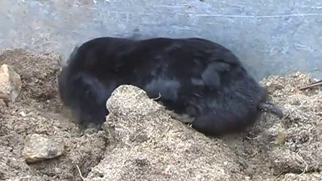 Урок зоологии. Приспособленность крота к обитанию в почве. смотреть онлайн