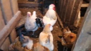 Куры помесь с брамой и мускусные утки / Оставлю старых кур и молодок / яйценоскость кур зимой