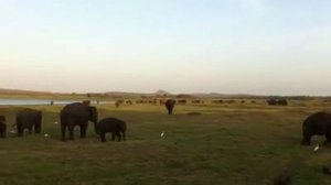 Minneriya National Park- Sri Lanka