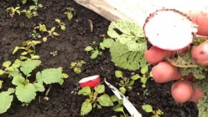 Редис Селеста пережила мороз -5  .