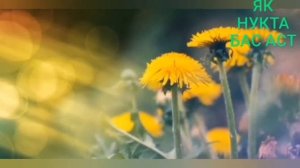 ТАЪБИРИ ХОБИ// АСП//ПАХТА//ЦЕПОЧКА//ТУХМ/КАБР//ЧАВОБ БА САВОЛОХОИ КОМЕНТАРИИ