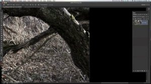 Best way to cut out tree's in photoshop for a composite (Part 1)