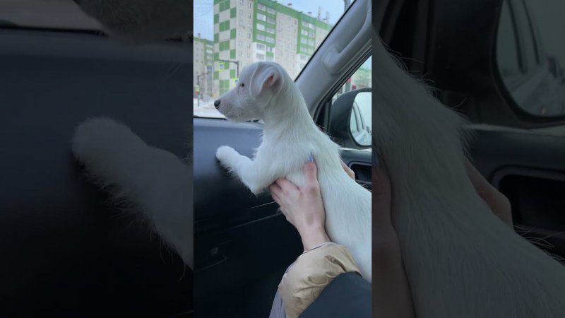 Поехали на прививку