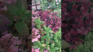 гортензия крупнолистная пильчатая Кореана 12 сентября