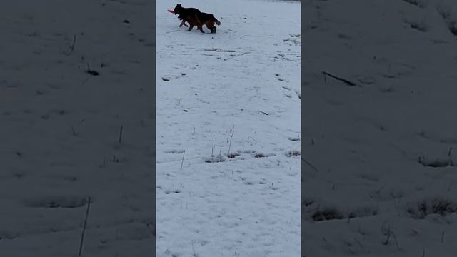 немецкие овчарки на зимней прогулки смотреть онлайн