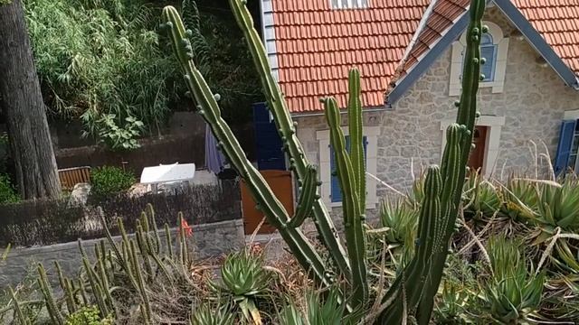 Apple Cactus fruiting in S France (Cereus peruvianus = C. repandus) смотреть онлайн