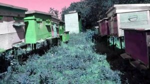 ОБРАБОТКА ПЧЕЛ ОТ КЛЕЩА ЩАВЕЛЕВОЙ КИСЛОТОЙ.