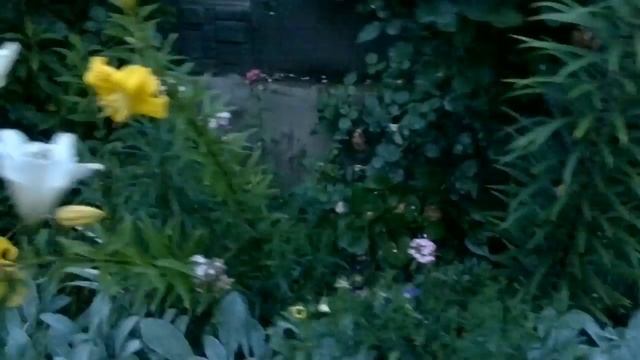 Мое хобби это цветы! Когда то я вложила в эти цветы душу. смотреть онлайн